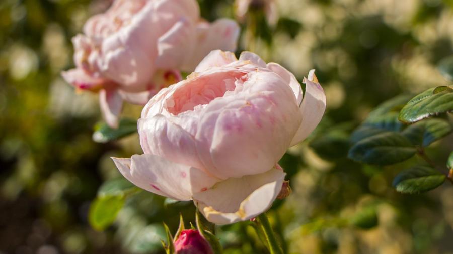 Platsen för Rosenlunden var förr en handelsträdgård och än idag växer här rosor